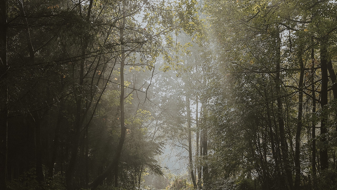 Bosweg-met-licht-dat-door-de-bomen-valt